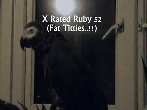 THE African Grey! Ruby, The swearing parrot. X Rated Parrot 52 (Fat Titties).