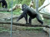 Gorillas at the San Diego Zoo