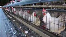 Walking Past Egg Laying Hens In Battery Cages_California