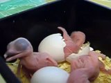 Baby Kookaburras hatching