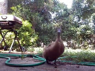 Ducks Quacking Loudly