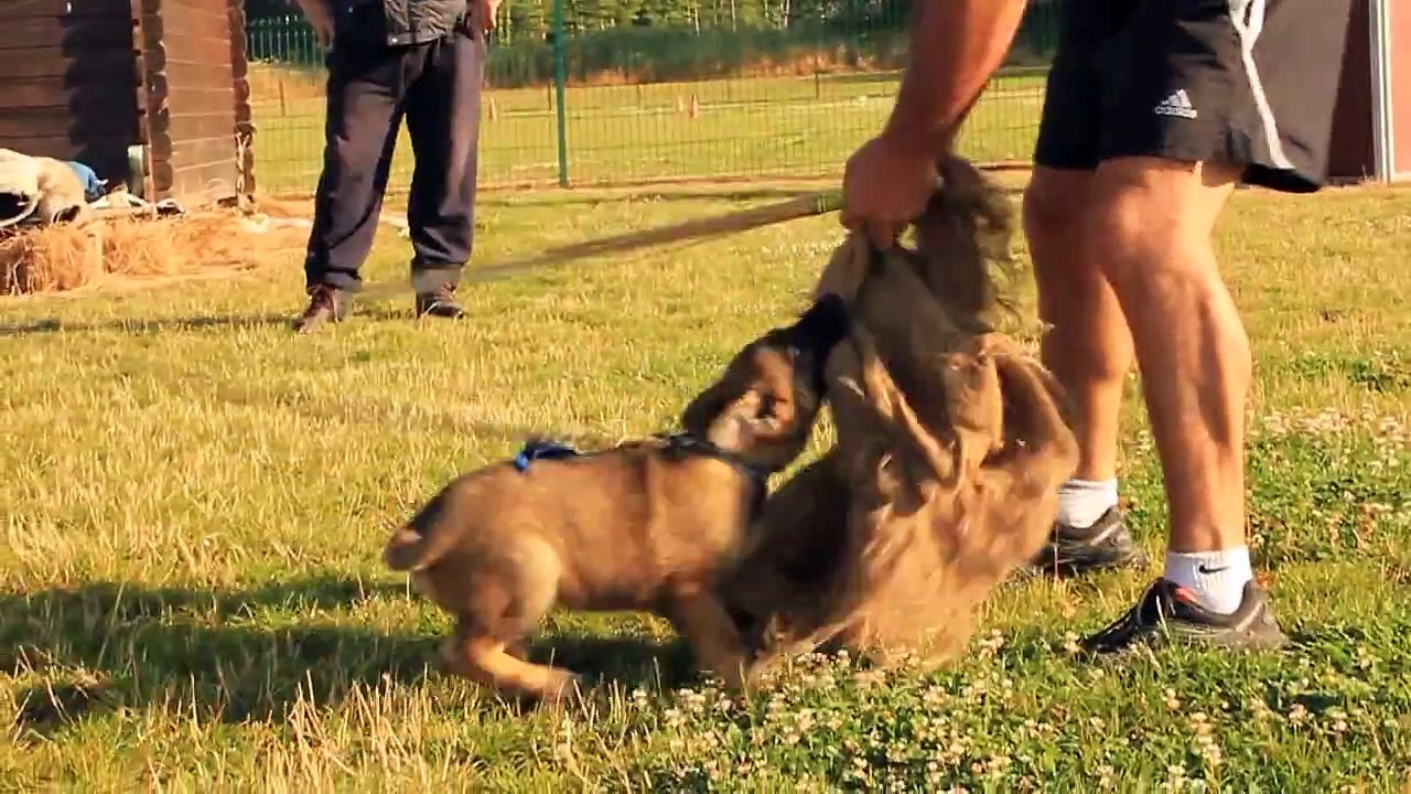 Dressage Chien Berger Allemand (RING)