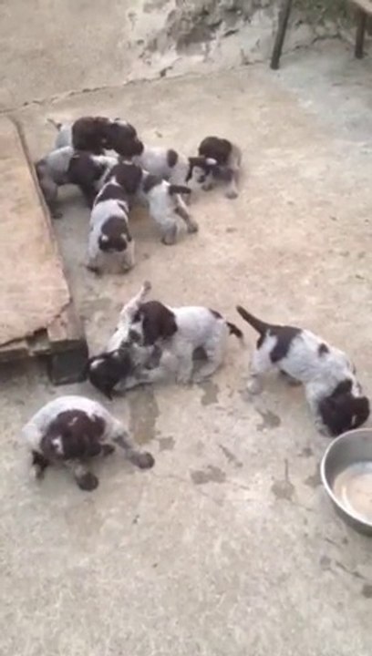 video flash"du bois d'onzion" et doune"des forêts de gascogne( 3 semaines et demi