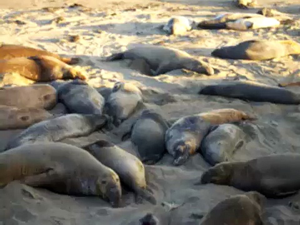 Elephant Seals in California
