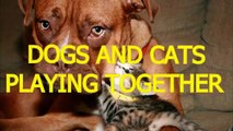 Cute cats and dogs playing together   Funny dog & cat compilation