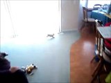 My Girl Friend's Cute Puppy Chases a Laser Around
