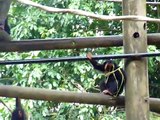 Baby Chimps Playing