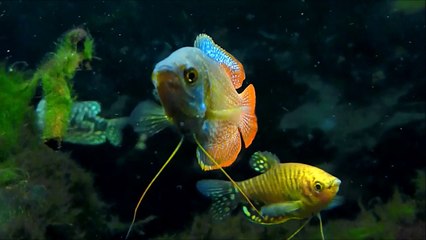 Dwarf Gourami (Colisa lalia)