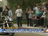 Therapy dog loses his certification over what he wears