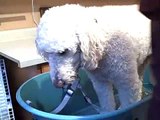 Shampooing Our Goldendoodle Dog  In Our House  - Our Setup