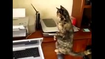 funny cat vines compilation 2015,funny cat fails try not to laugh, funny cat fails 2015