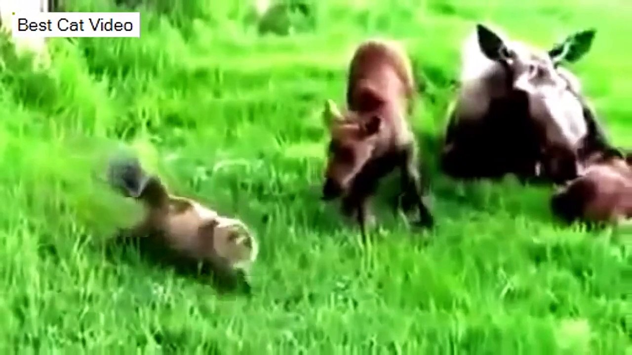 funny cat fails try not to laugh, funny cat fails vines, funny cat fails compilation