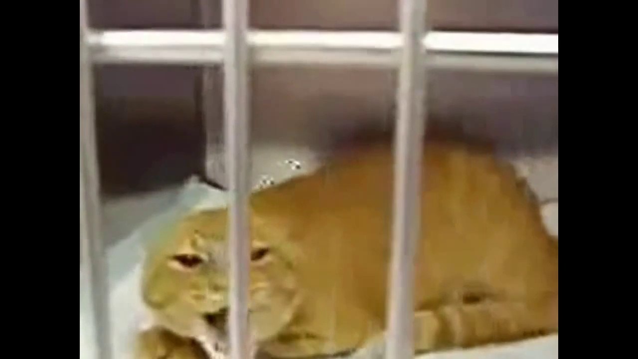 funny cat vines no swearing,funny cat vines talking,funny cat vines twerking,top funny cat vines