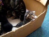 Cutest Mom Cat Hugs baby Kittens Video