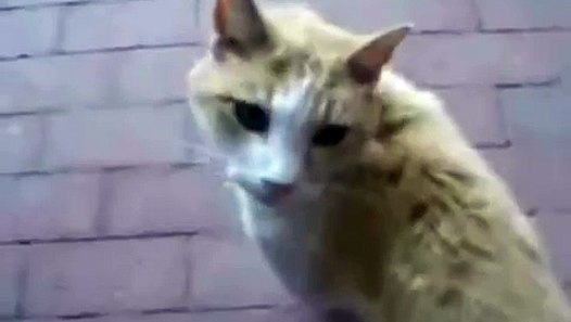 Hund vergewaltigt Katze xD video Dailymotion