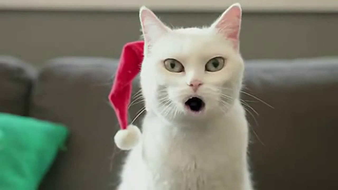 funny cat vines compilation 2015, funny cat videos 2015 try not to laugh,cute funny cat vines