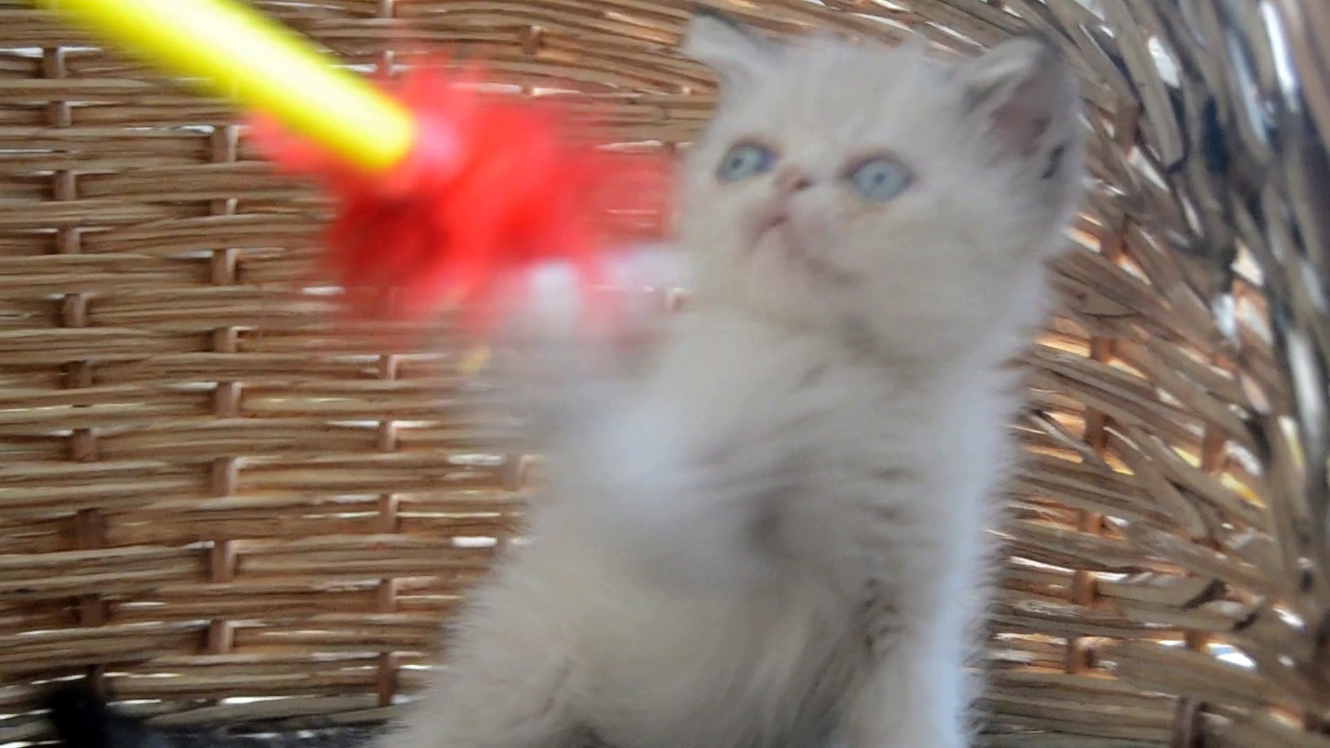 ⁣EXOTİC SHORTHAİR KEDİ EVİ