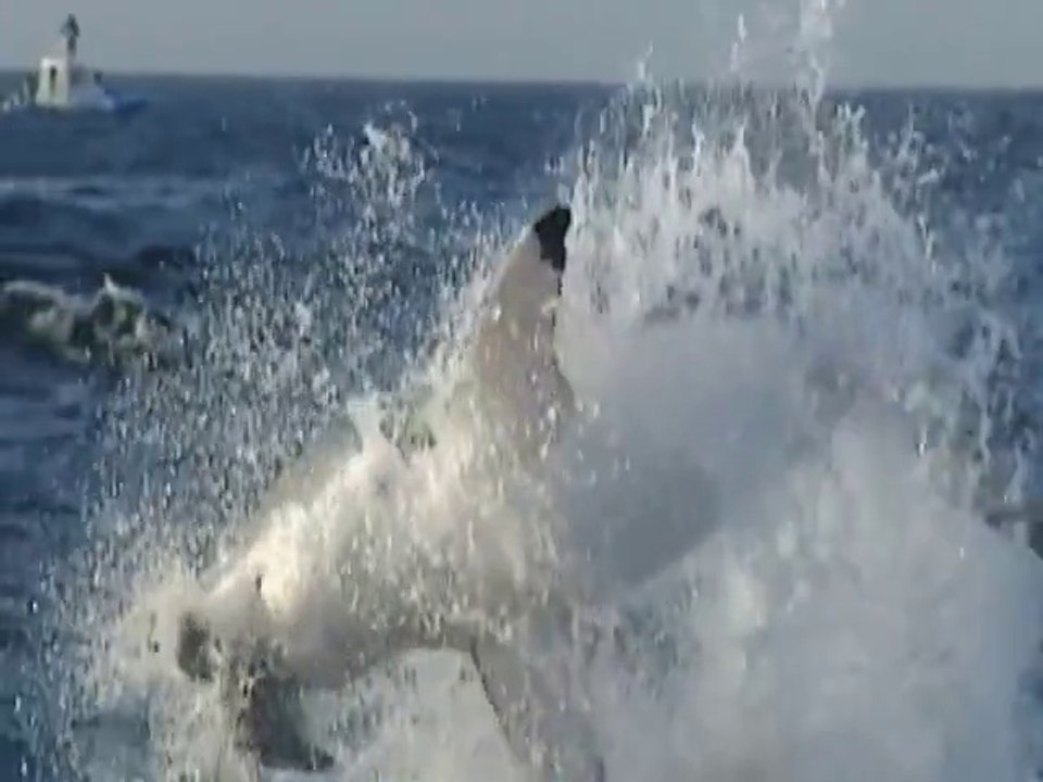 Furia Animal- Ataque de Tubarões \ 2