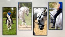 FOR SALE: Beaujolais | 2nd Level Dressage Horse | Hanoverian x Trakehner