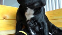 Freya's Puppies - Day 21 - Staffordshire Bull Terriers