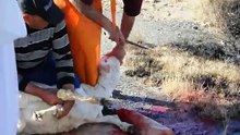 ذبح الخرفان في العيد