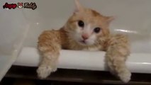 [VIDEO FUN] Un chat OBESE est coincé dans une baignoire - FAIL Animaux