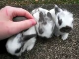 Sweet Pea's Litter ~ 2 Weeks Old ~ Baby Holland Lop Bunnies