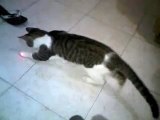 gato persigue laser