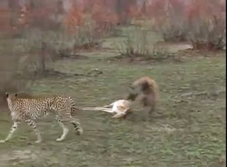 Thug life Discovery animals