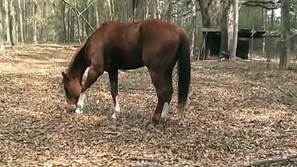 Horse sudden hind lameness