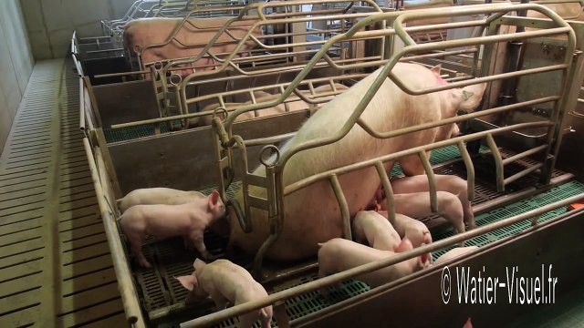 Truie allaitement et tétée des Porcelets en maternité