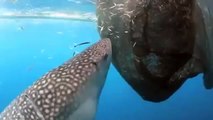 Whale Shark eats fish out of Fishing net
