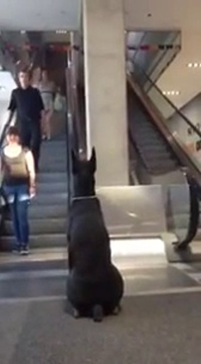 Viral Video:Loyal Dog patiently waits for the Arrival of his Owner