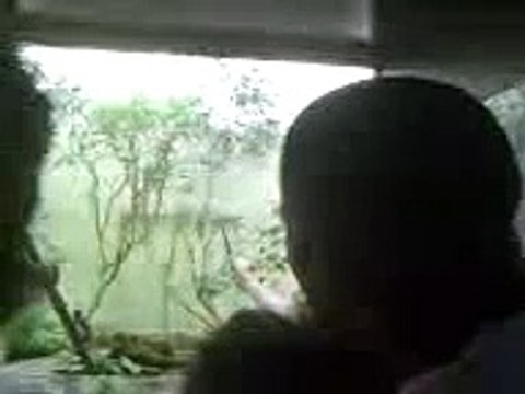 Random Trip to National Zoo-Zoo Keeper feeding a lizard