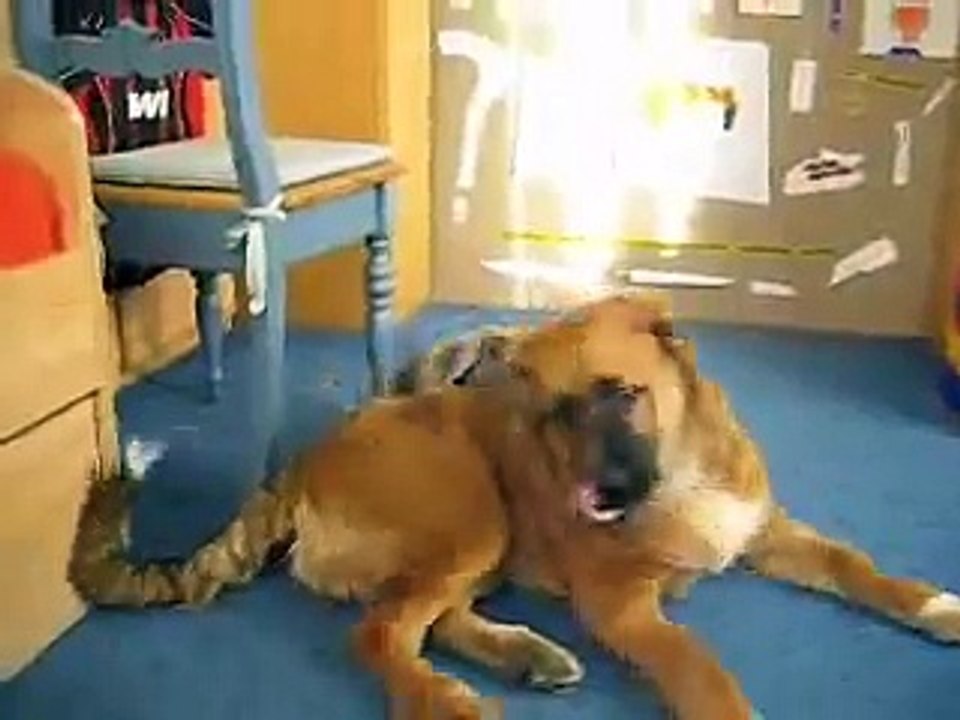 Hund in Not
