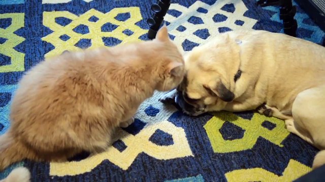 Dubstep Dancing Cat Gets His Groove On