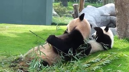 Panda baby with his mohter   パンダ  アドベンチャーワールド