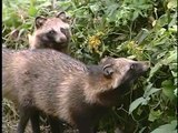 Raccoon dog 2 タヌキ