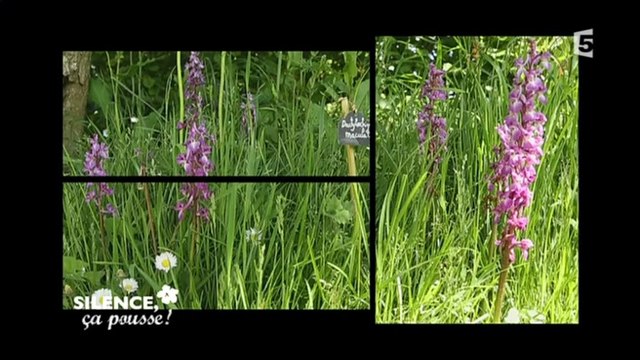 Silence, ça pousse ! 3.06.2015 VOSTF France 5