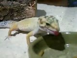 Leopard Gecko Eating Worms