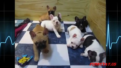 Cutest French Bulldog Puppies Compilation