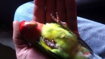 Lovebird Snoozing