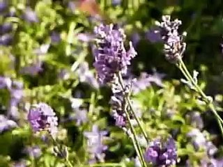 Hummingbird Hawk-Moth - Kolibrievlinder