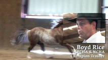 DealNWithACoolCat AQHA, NCHA Cutting Horse Stallion
