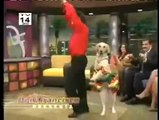 cane che balla il merengue
