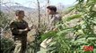 Drug cartels grow marijuana on public land