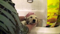 male 8 week old yellow labrador retriever puppy gets a bath