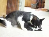 Cat teaches kitten to hunt