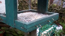 Allotment Diary Close-up bird table cam Robin Redbreast Long tailed tit