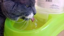 Cat Drinking Water In Slow-Motion 